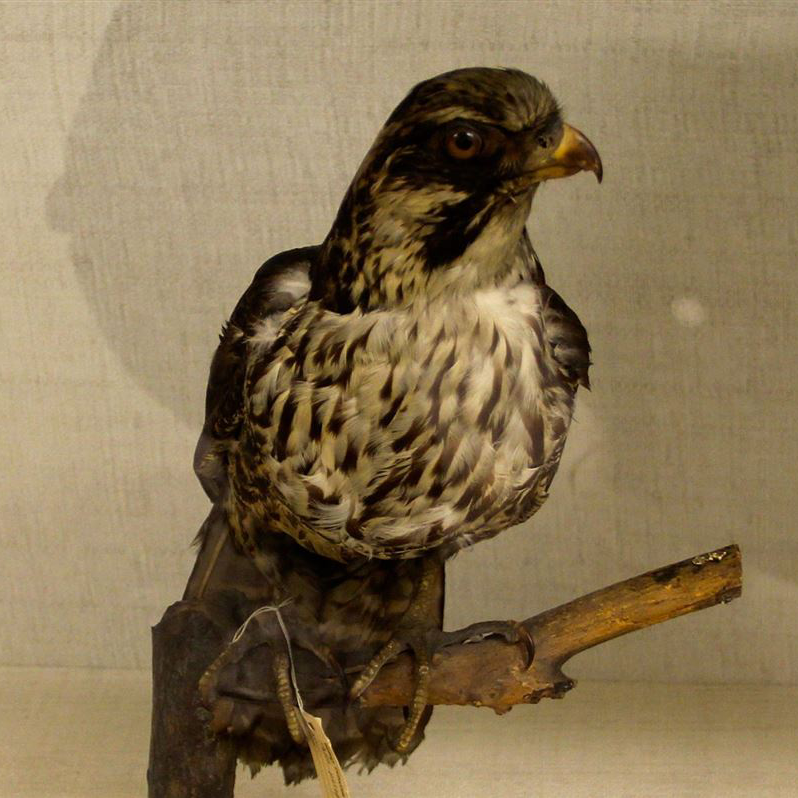 Van Cutsem Brocanteur Bortier Bruxelles Oiseaux empaillés
